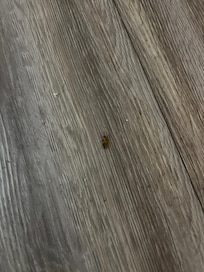 A roach I killed