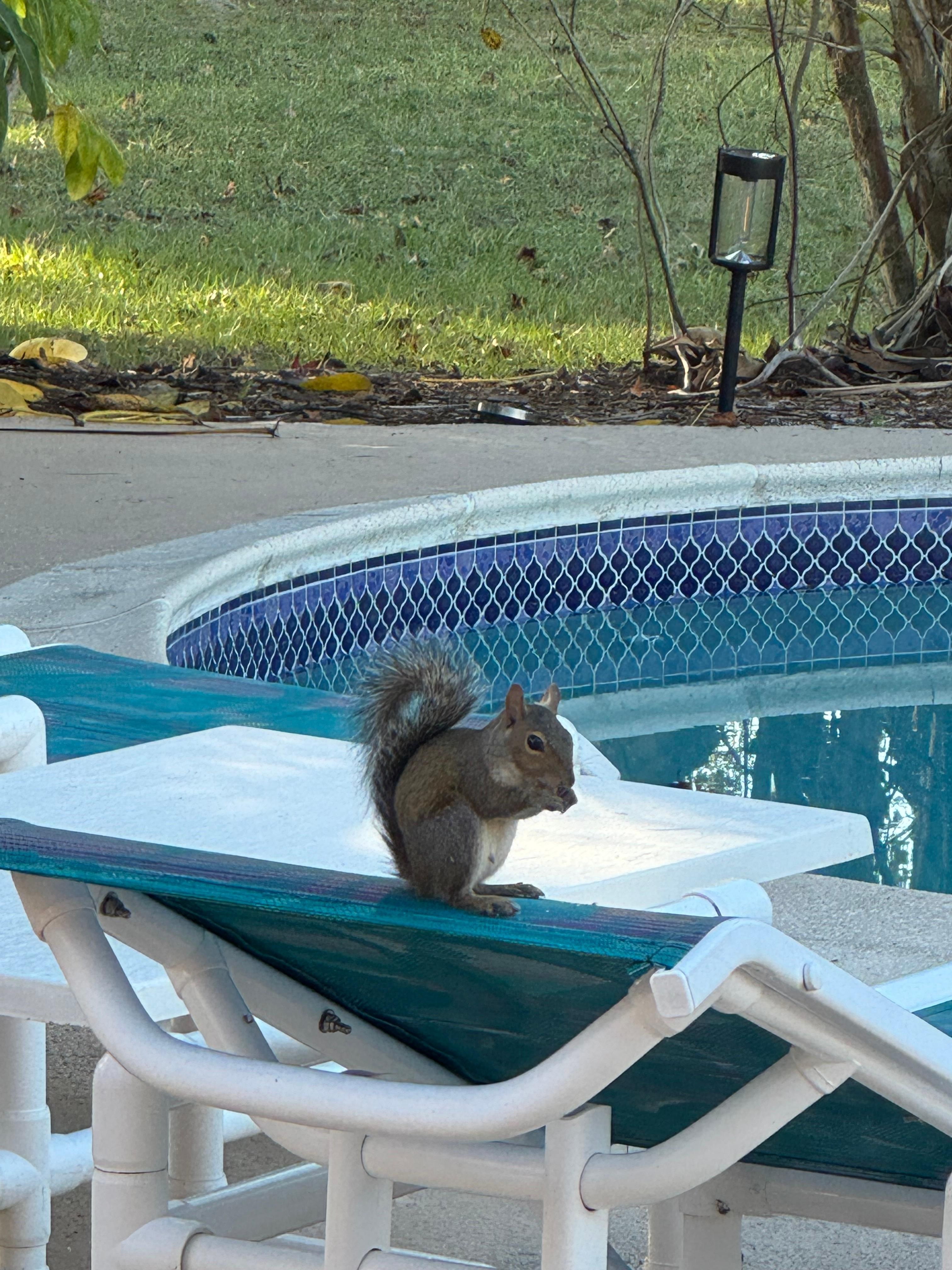 Visitor by the pool