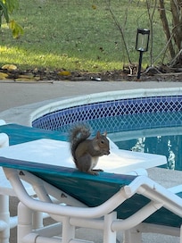 Visitor by the pool