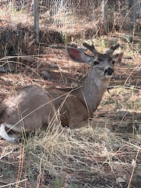 An early morning visitor