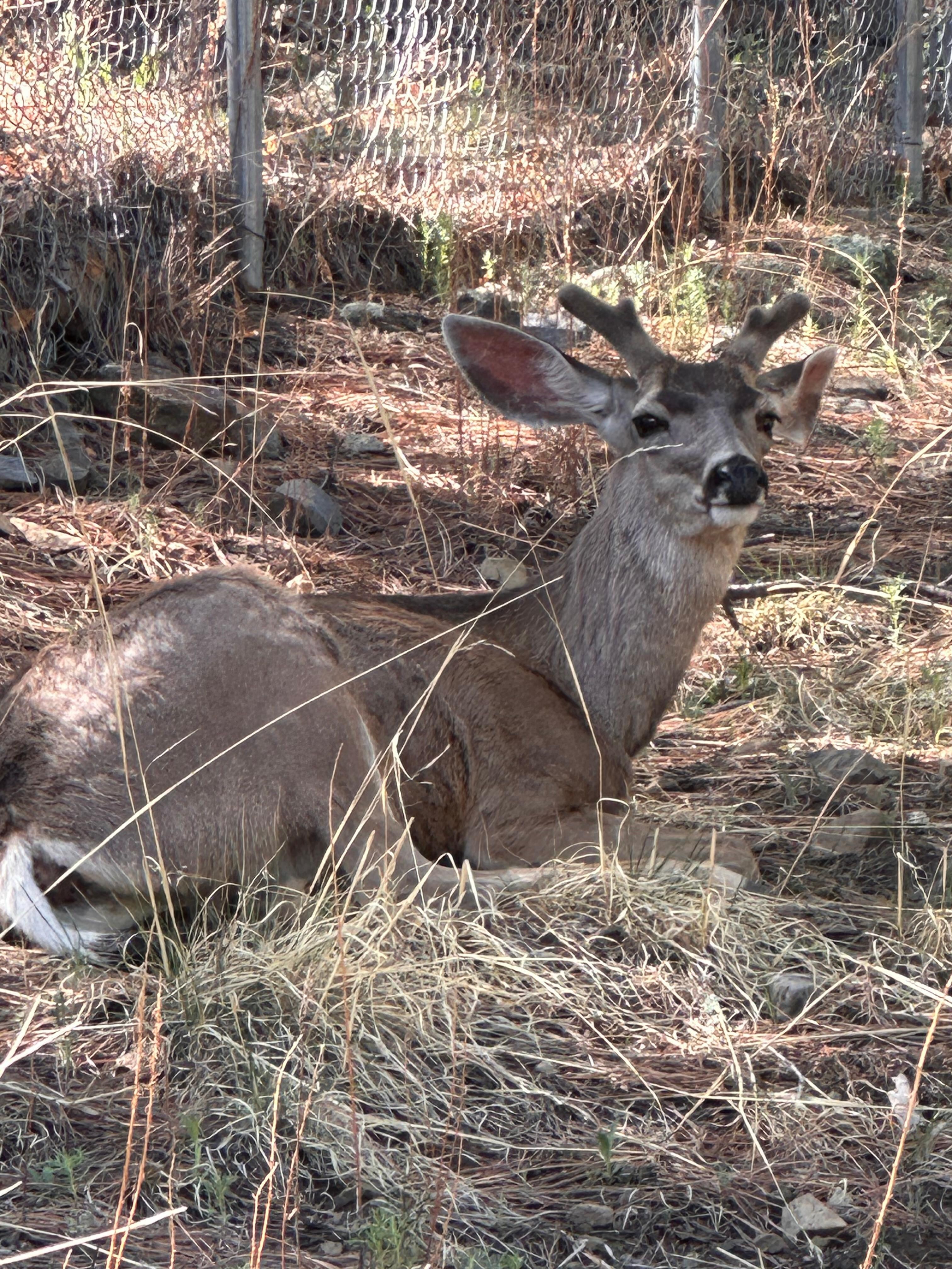 An early morning visitor