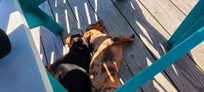 Enjoying a nap on the deck.