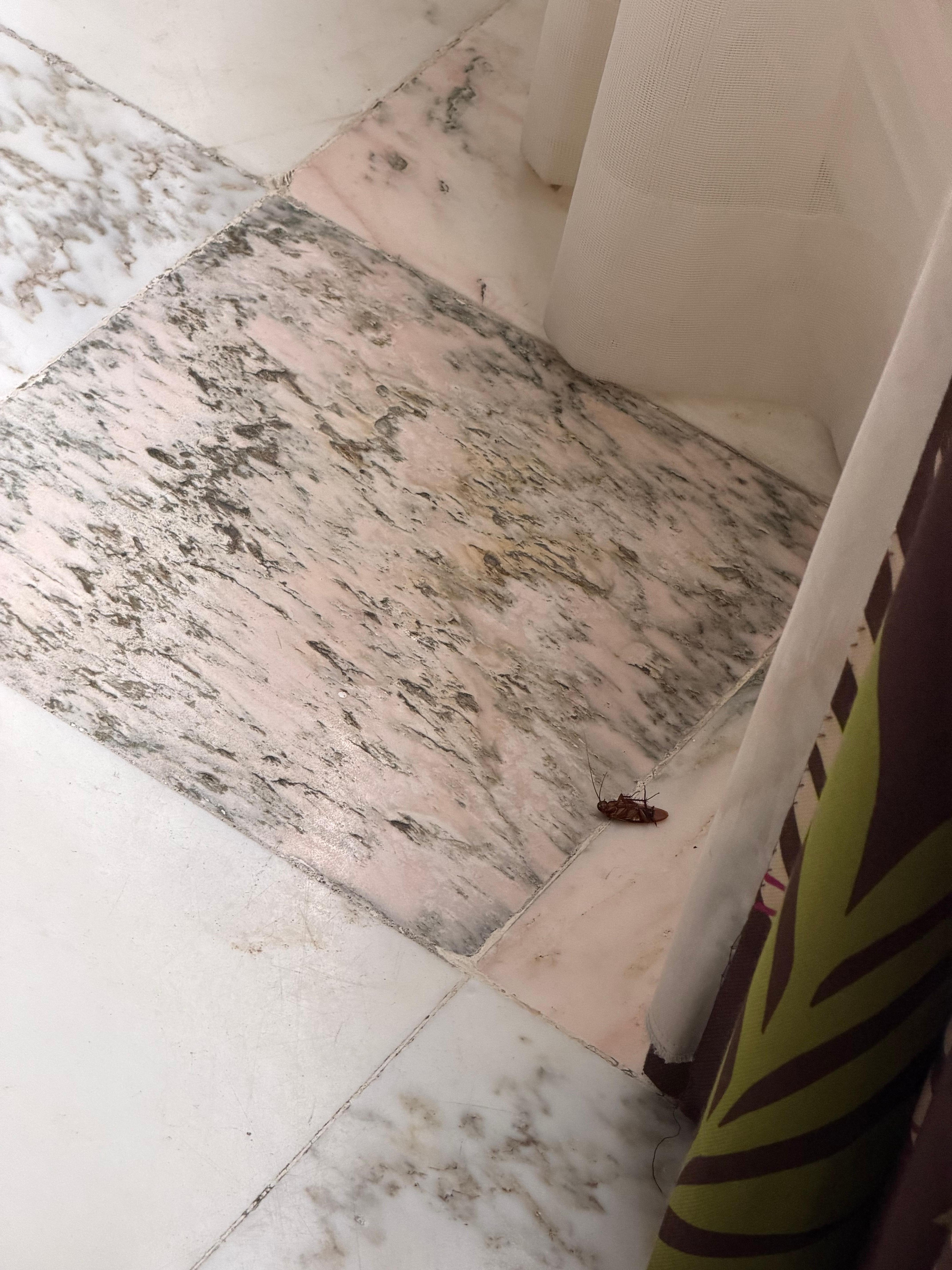 Dead roach after housekeeping 