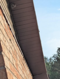 Large hornets nest outside our deck. Barely could go outside.