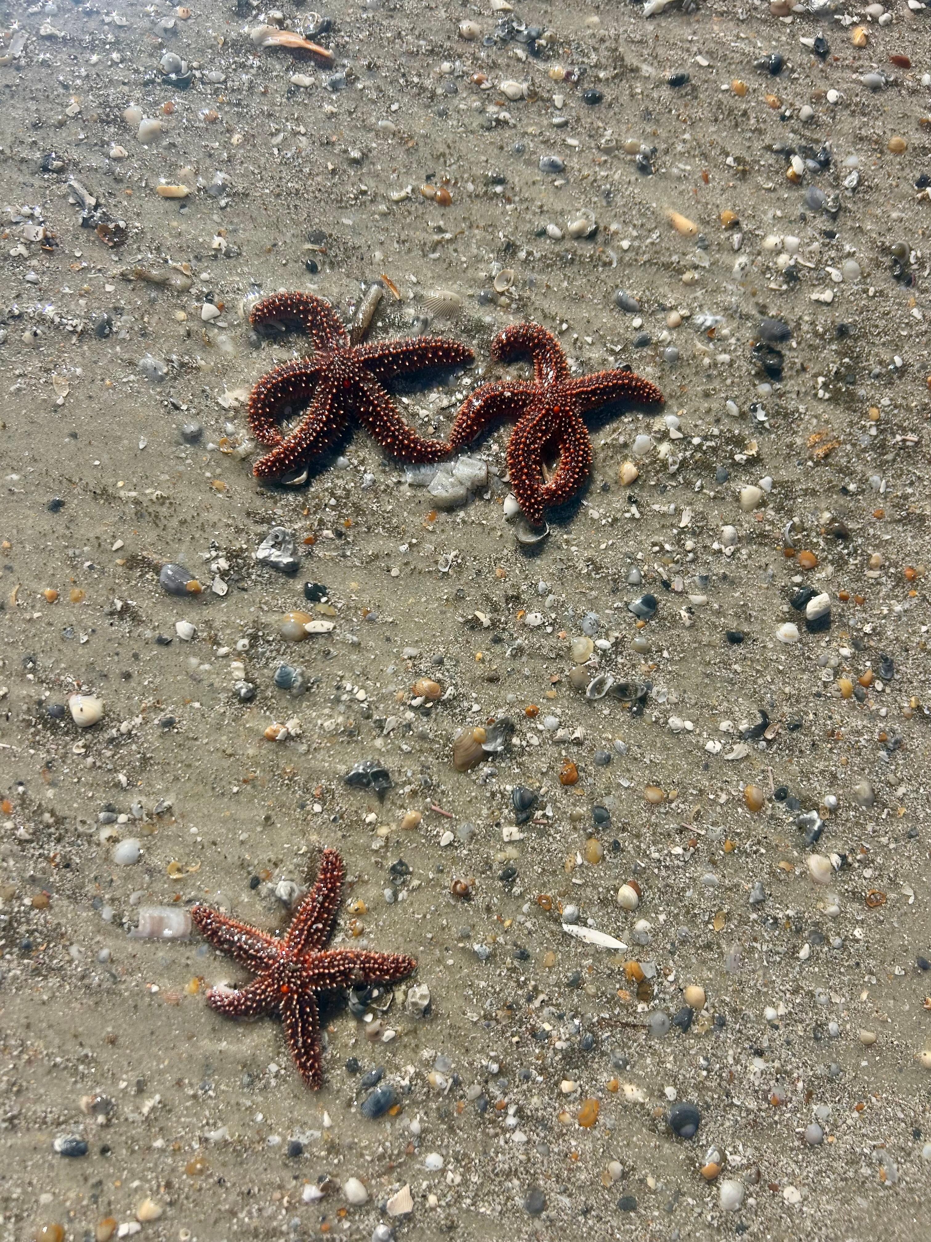 We had fun collecting shells and treasures on the beach. We were surprised by how many of these guys we saw!!