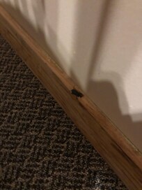 Beetles