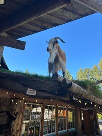 Goats on the rod at Coombs.