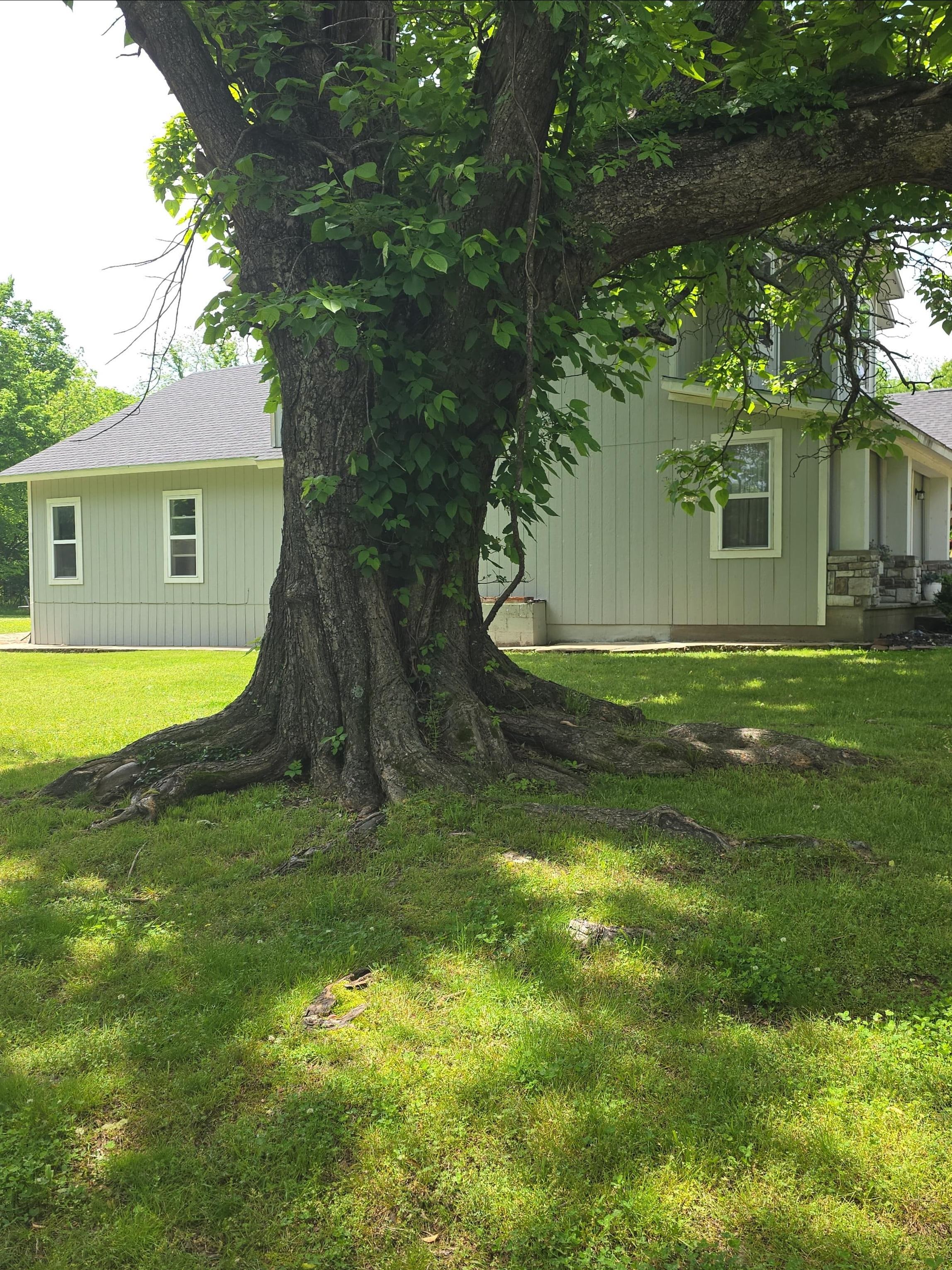 Big shade tree
