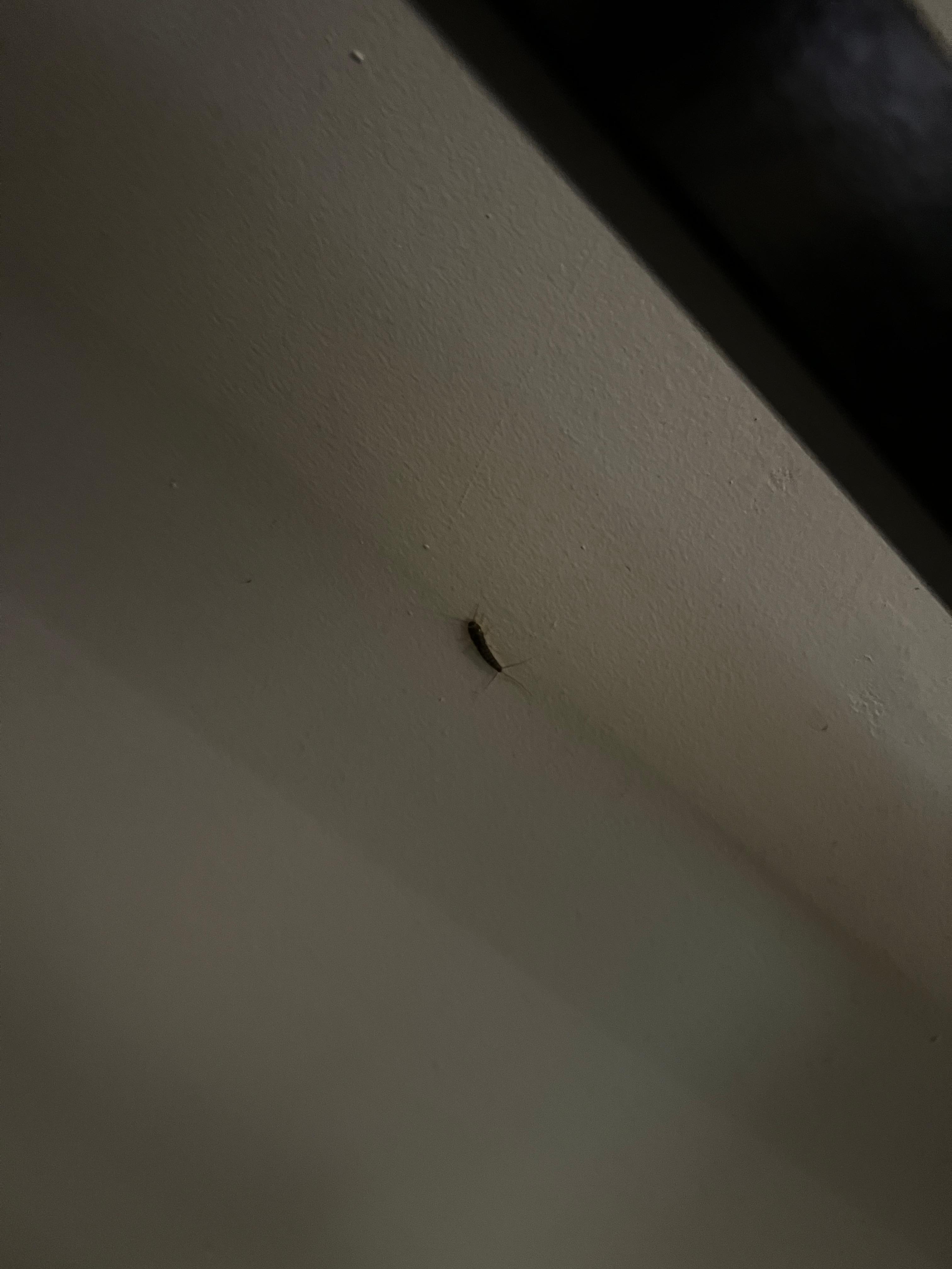 Bugs under the bed