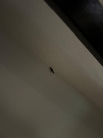 Bugs under the bed