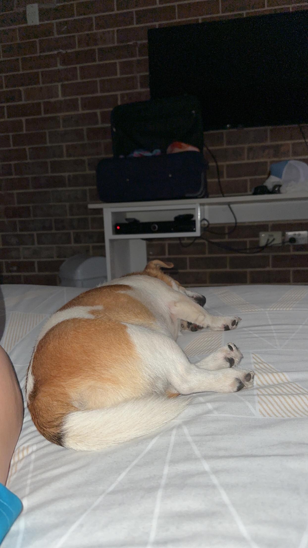Dexter approves