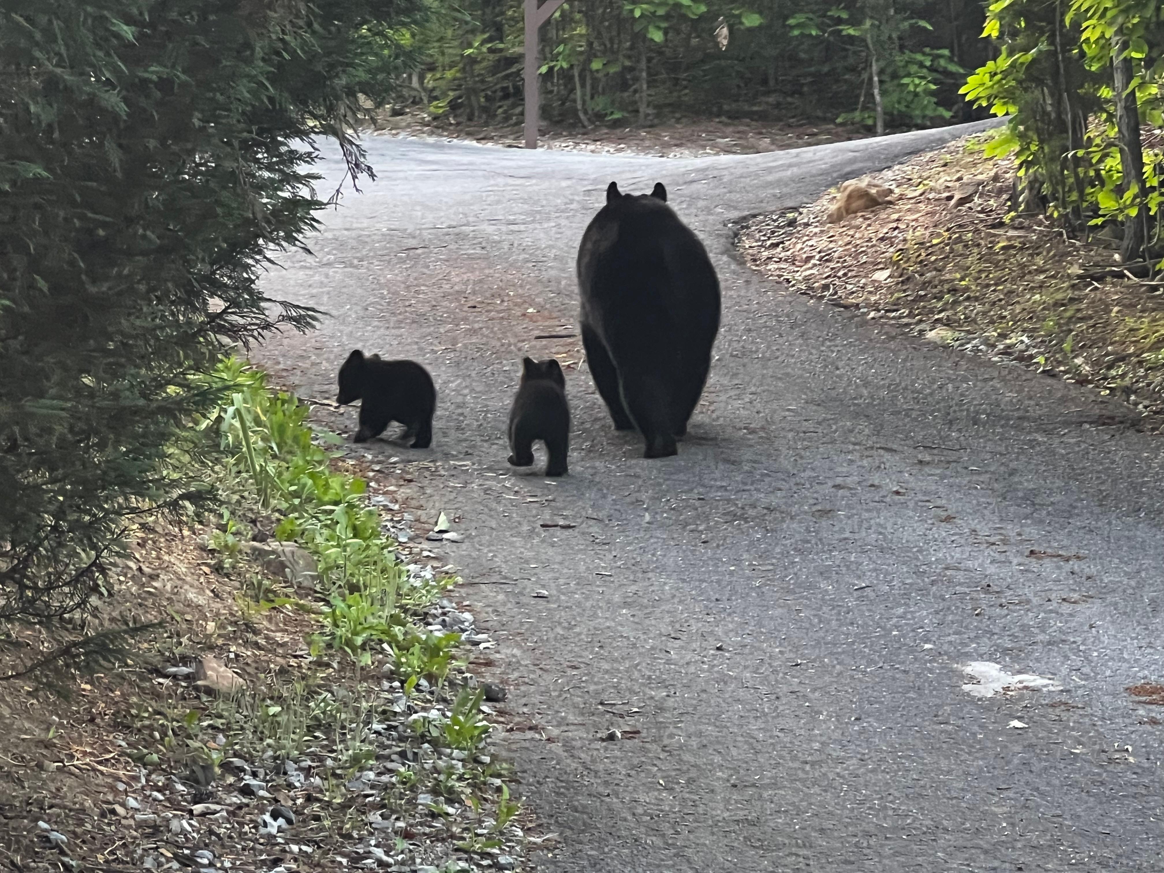 Bear sighting a quarter mile from the cabin