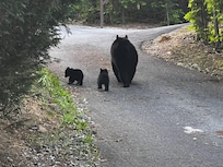 Bear sighting a quarter mile from the cabin