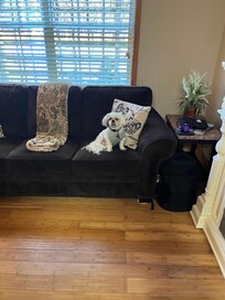 Our 11- year old Shih Tzu was very comfortable here!