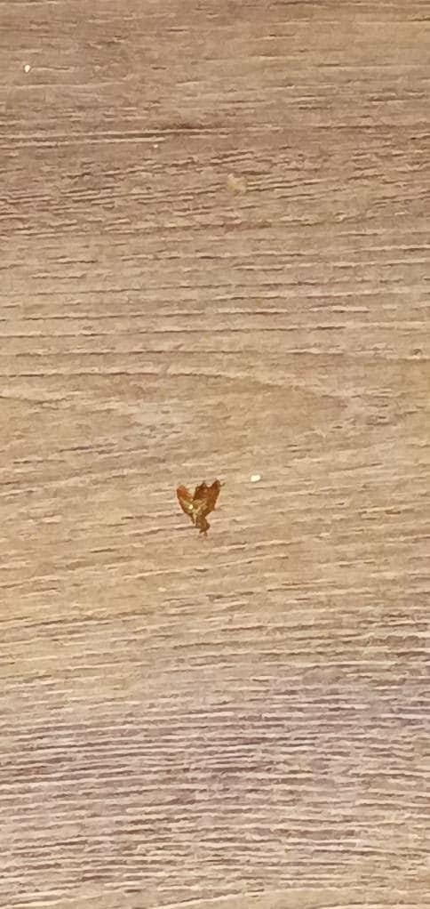 Dead roaches on the floor