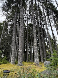 Patch of woods along the deivei