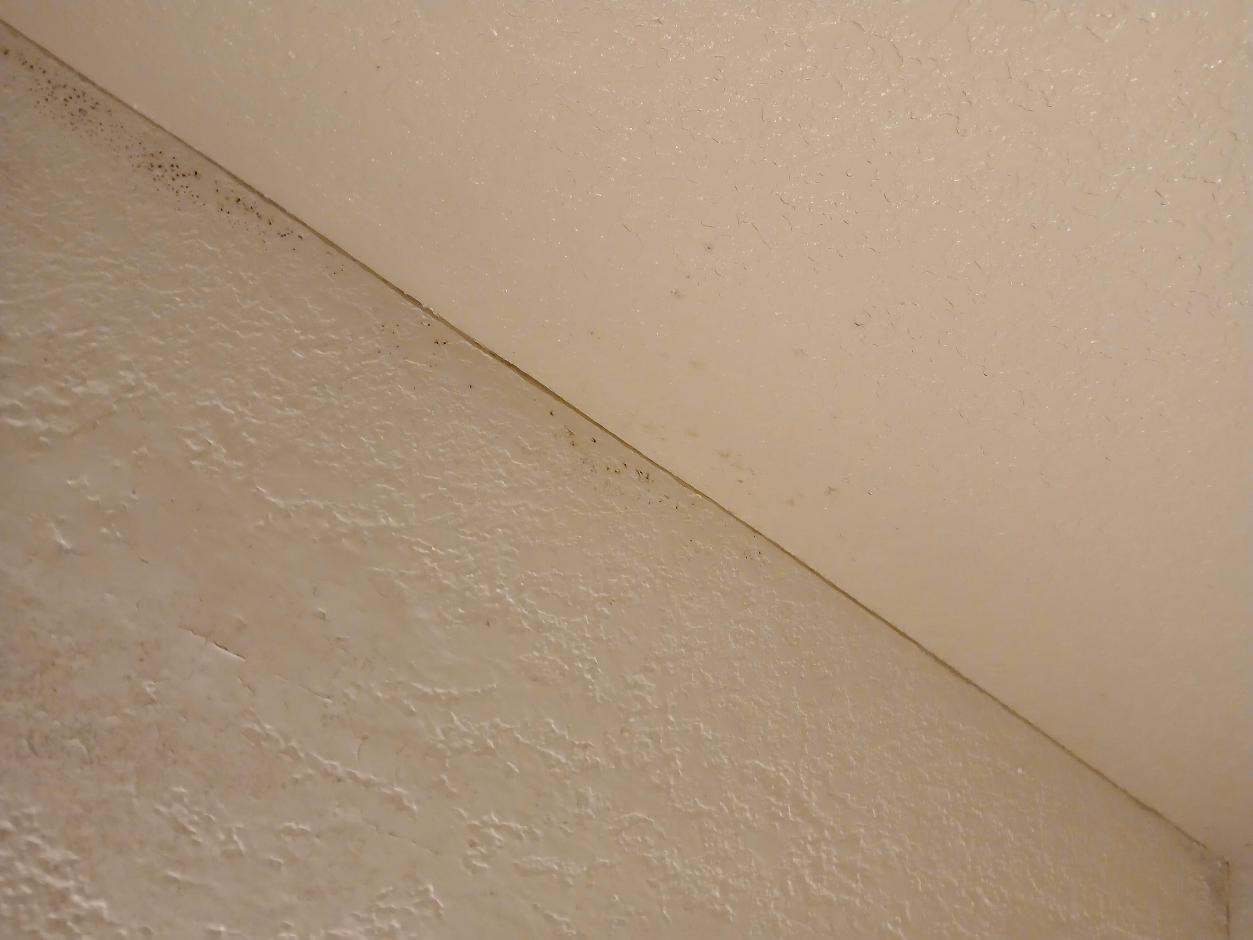 Mold around the wall in the restroom