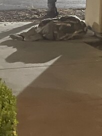One of 4 homeless people sleeping around the hotel