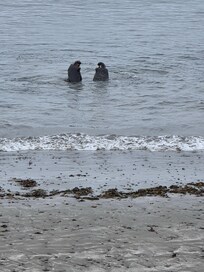 Elephant Seals