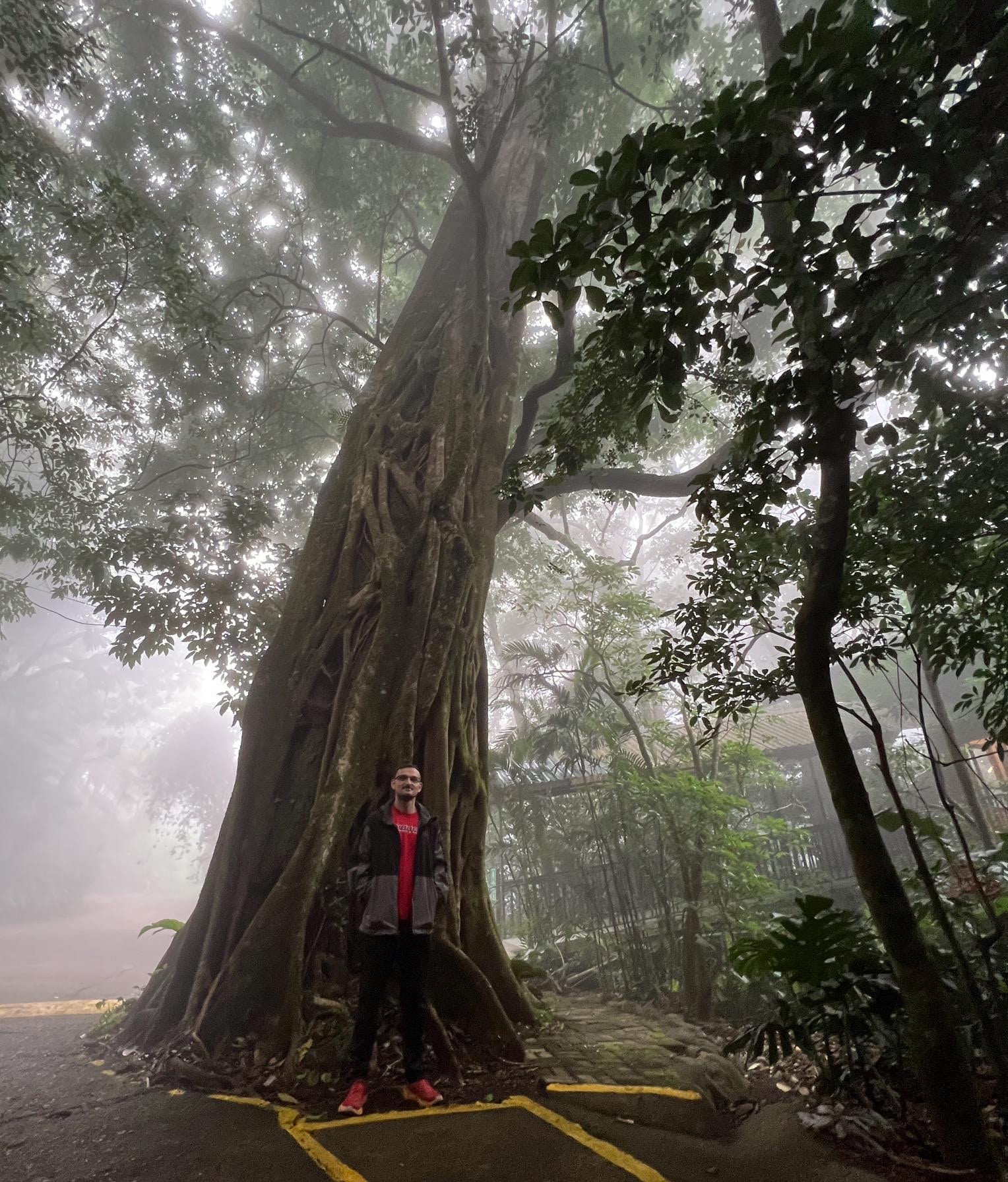 Ficus Tree