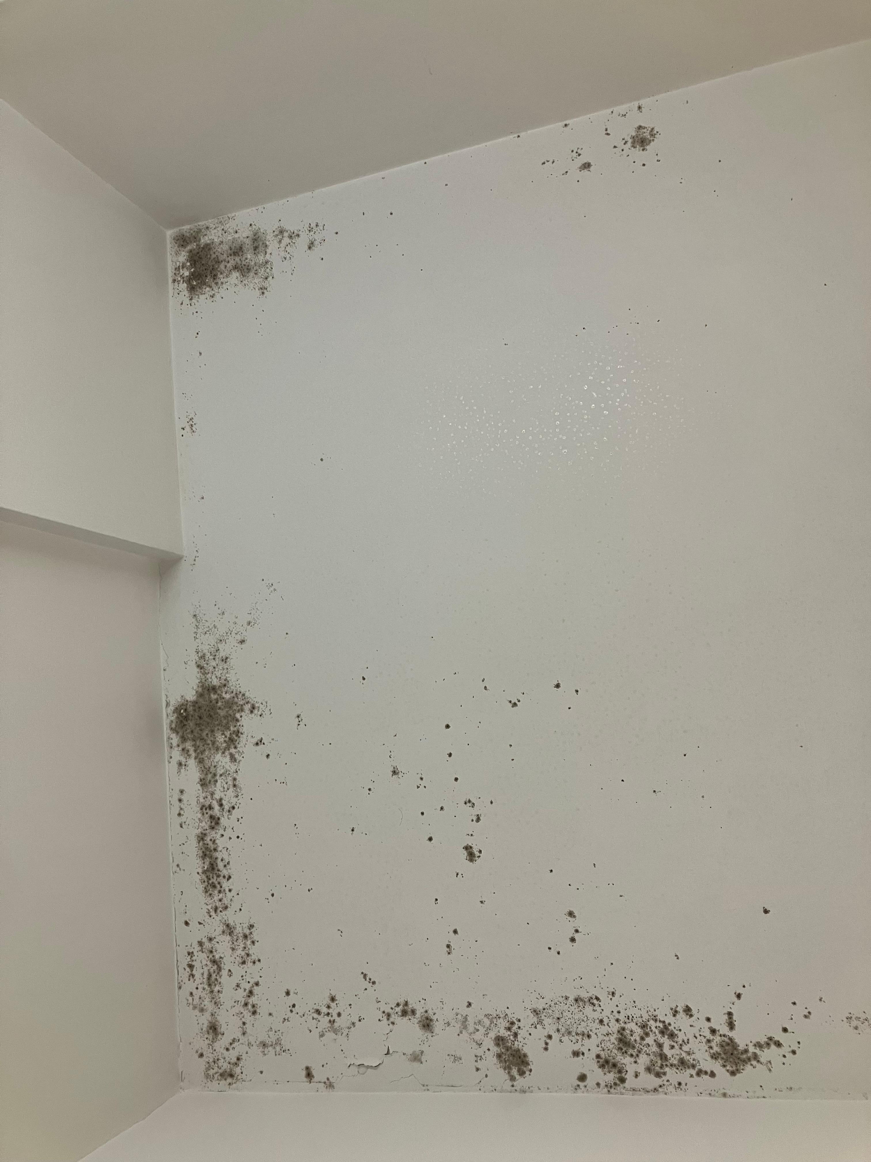 Mold on bathroom ceiling