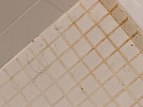 Bathroom tile with hair that wasn’t ours.