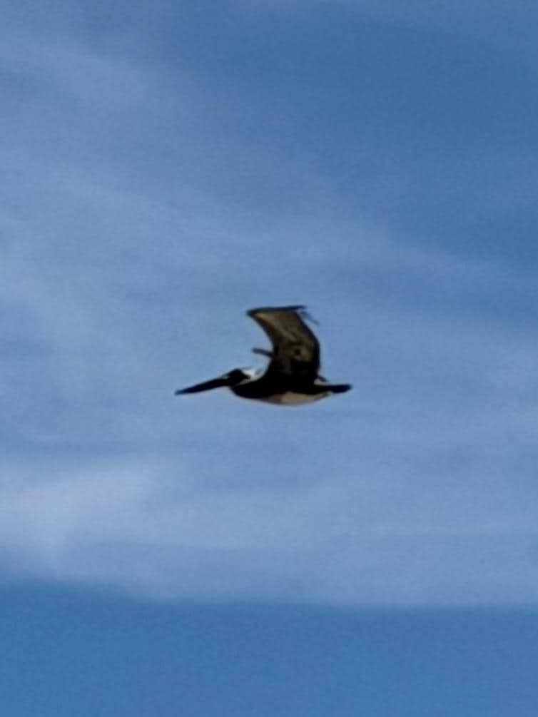 Lots of pelicans fly by the balcony