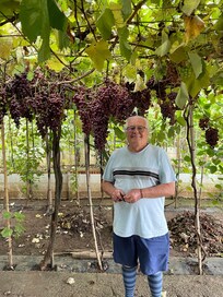 Vitis Vidor, the local vineyard