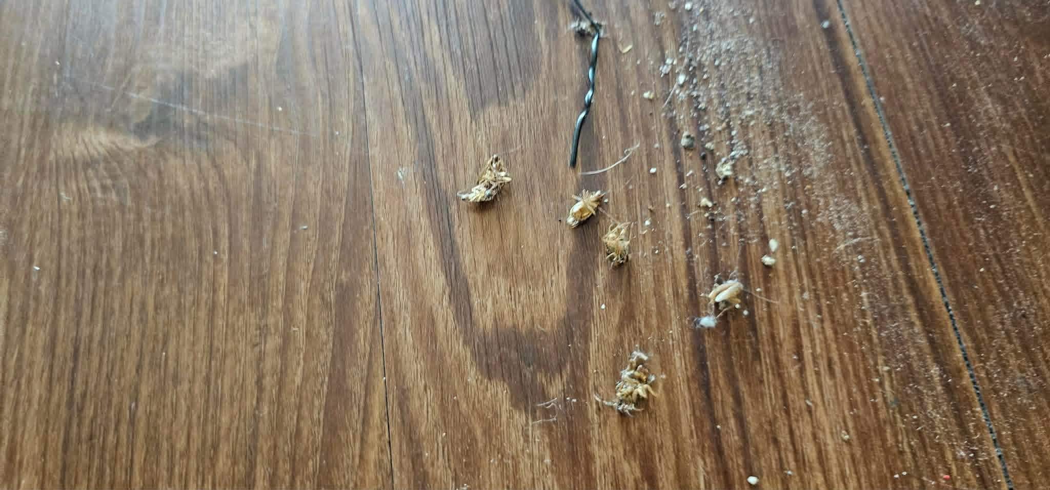 Closer look at what i thought was a pile of dirt next to the broom. But it was several dead roaches. 