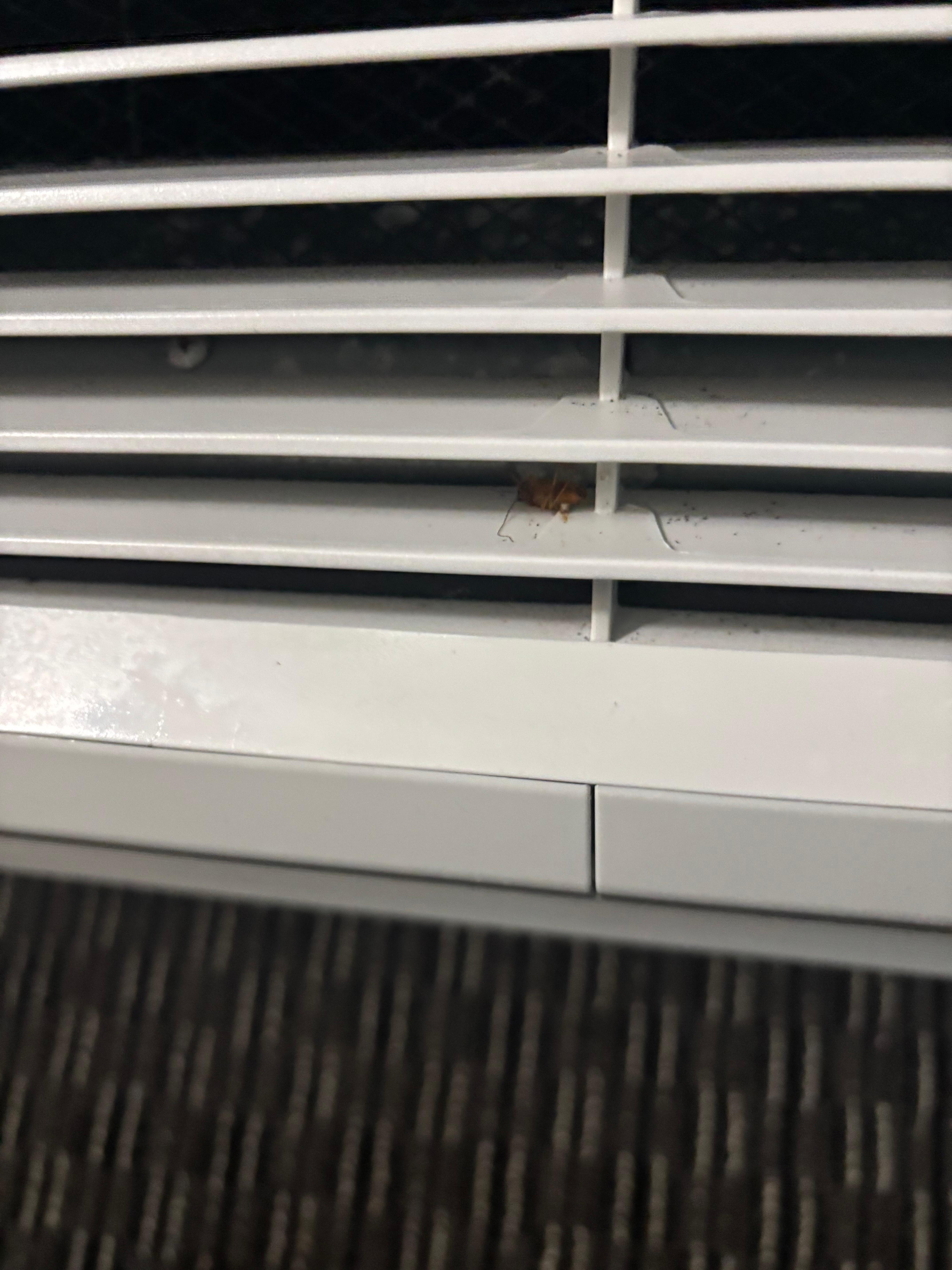 Roach in ac that I killed was crawling on it