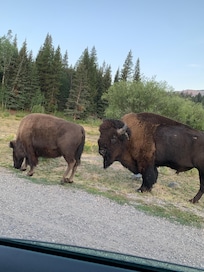 Lamar Valley