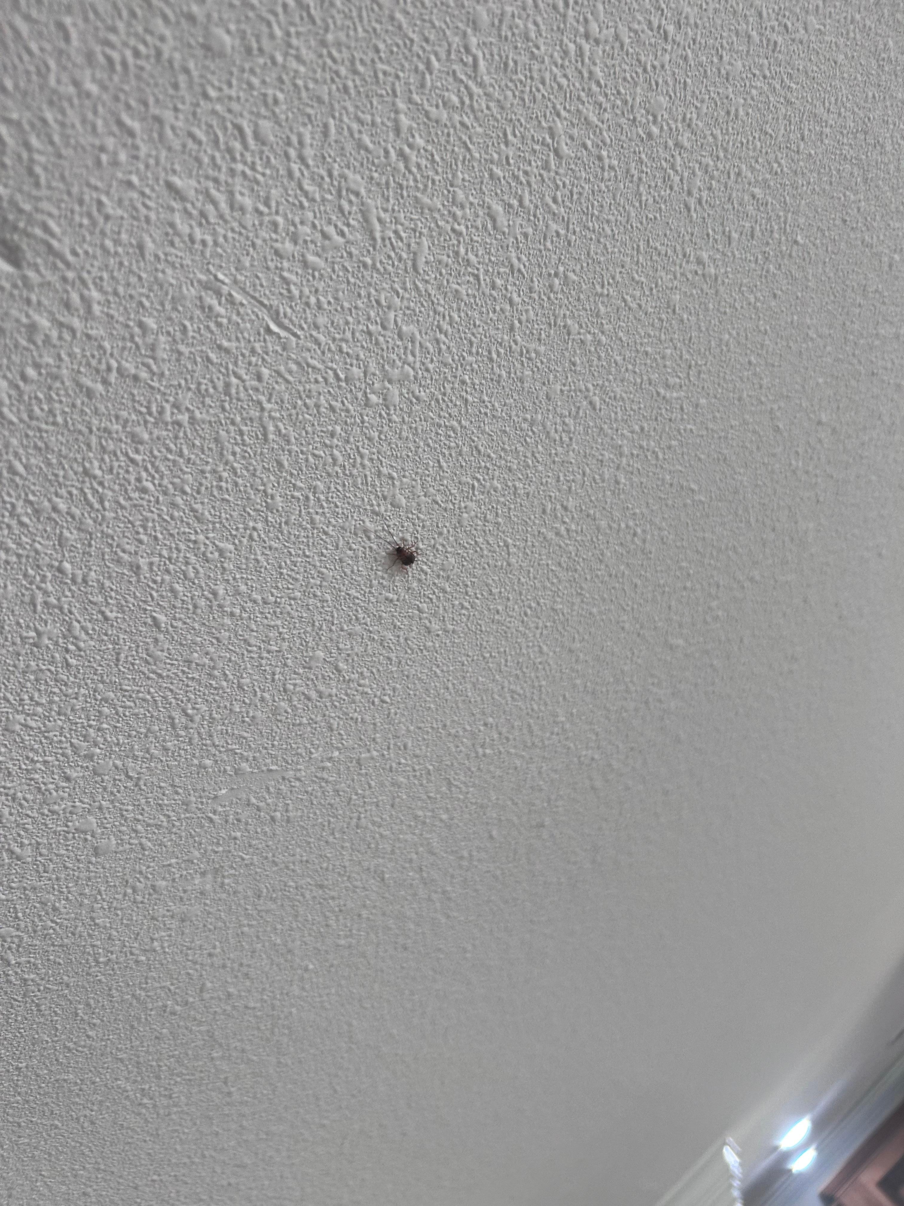 Just one of many roaches