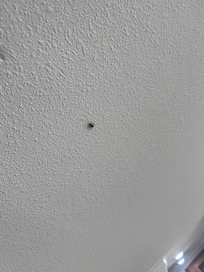 Just one of many roaches