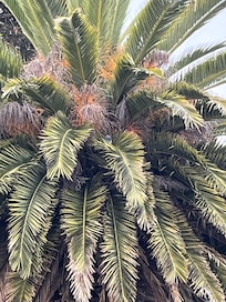 Canary palm on the grassy area