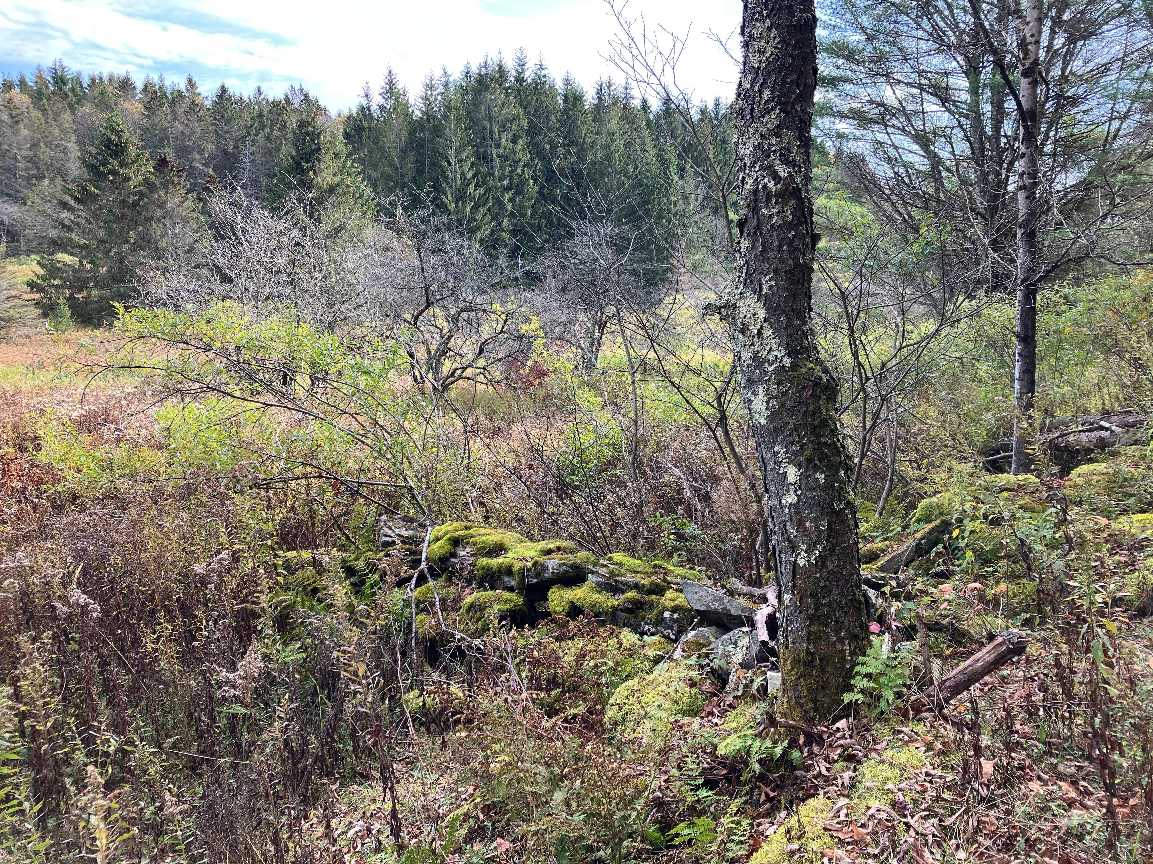 A view from the hiking trails