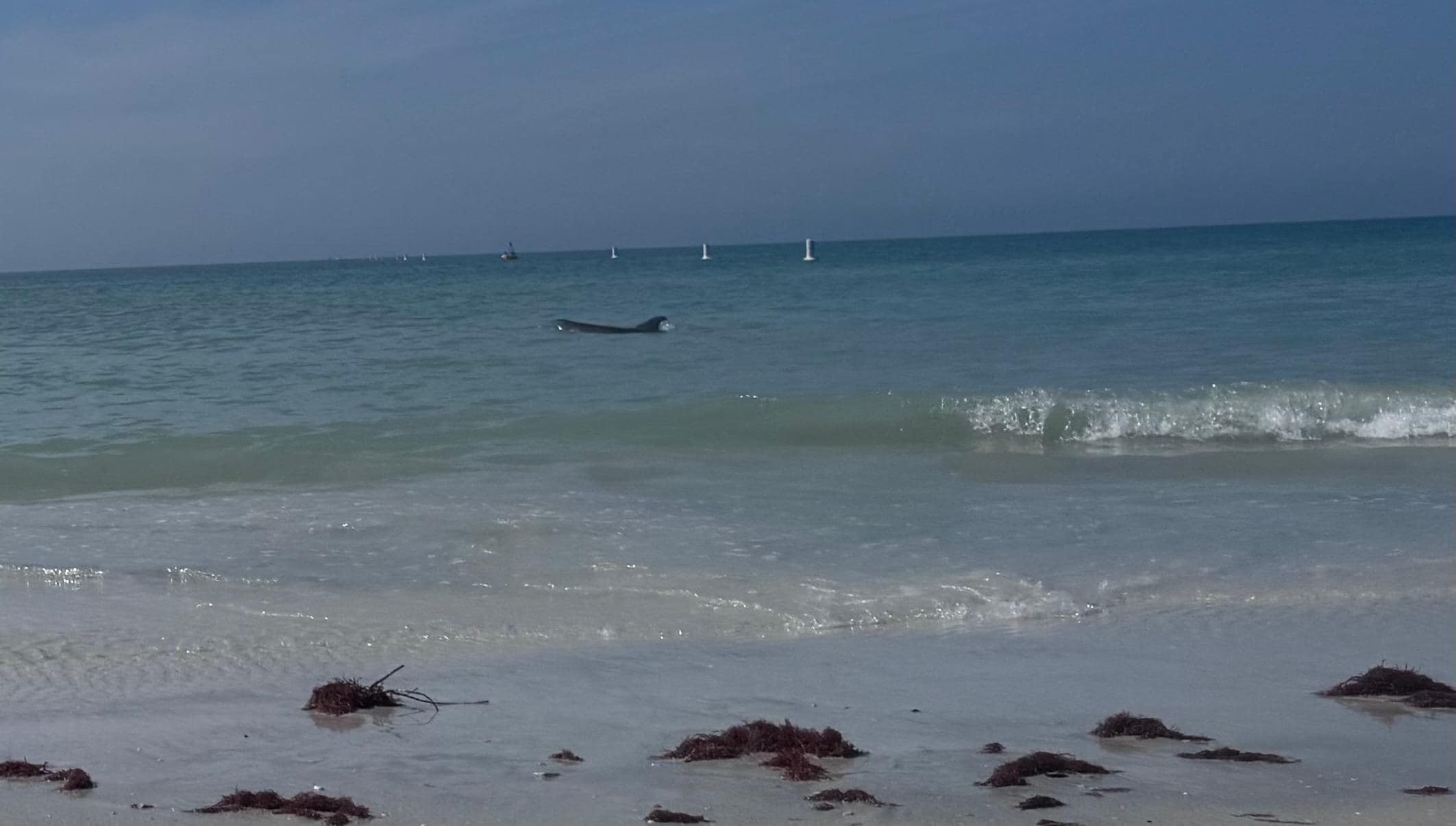 The beach in front of the condo with a dolphin VERY close to shore!