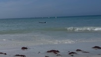 The beach in front of the condo with a dolphin VERY close to shore!