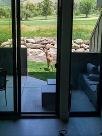 A young buck outside the back door