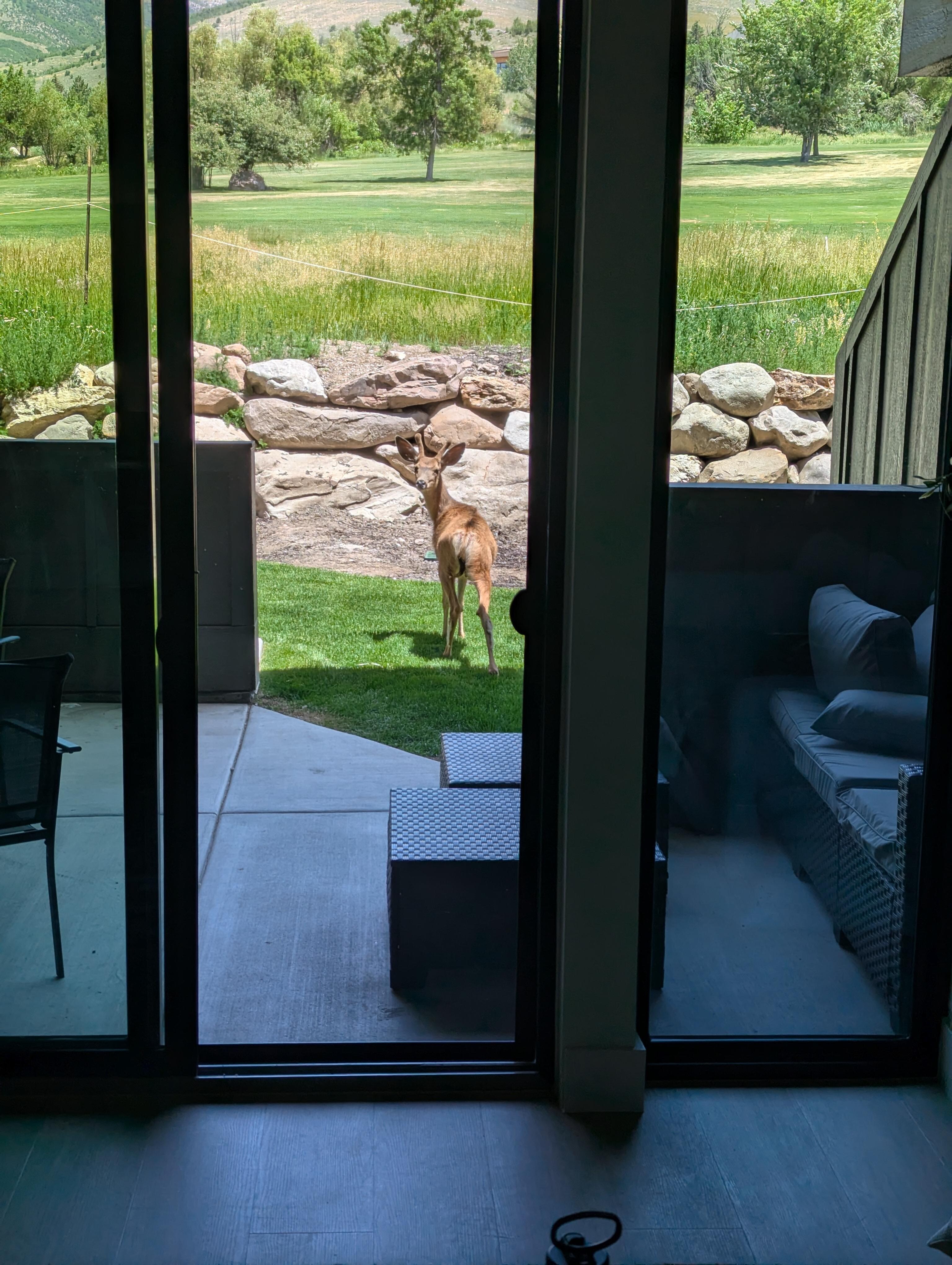 A young buck outside the back door