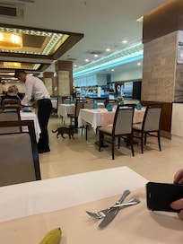 Katzen im Restaurant