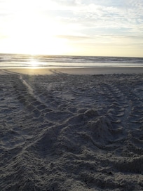 Turtle. craw fresh nest