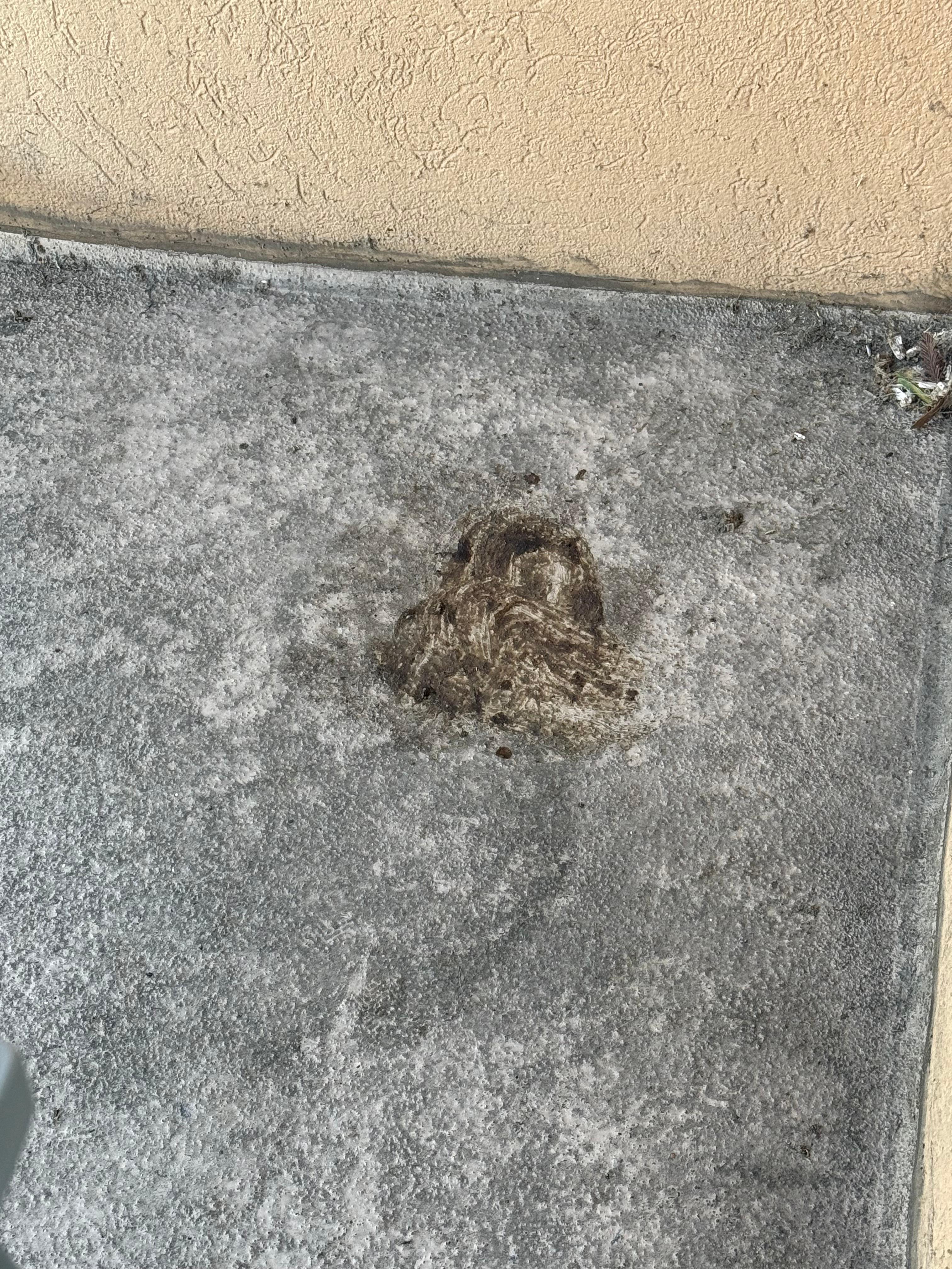 Dog poop stains on balcony