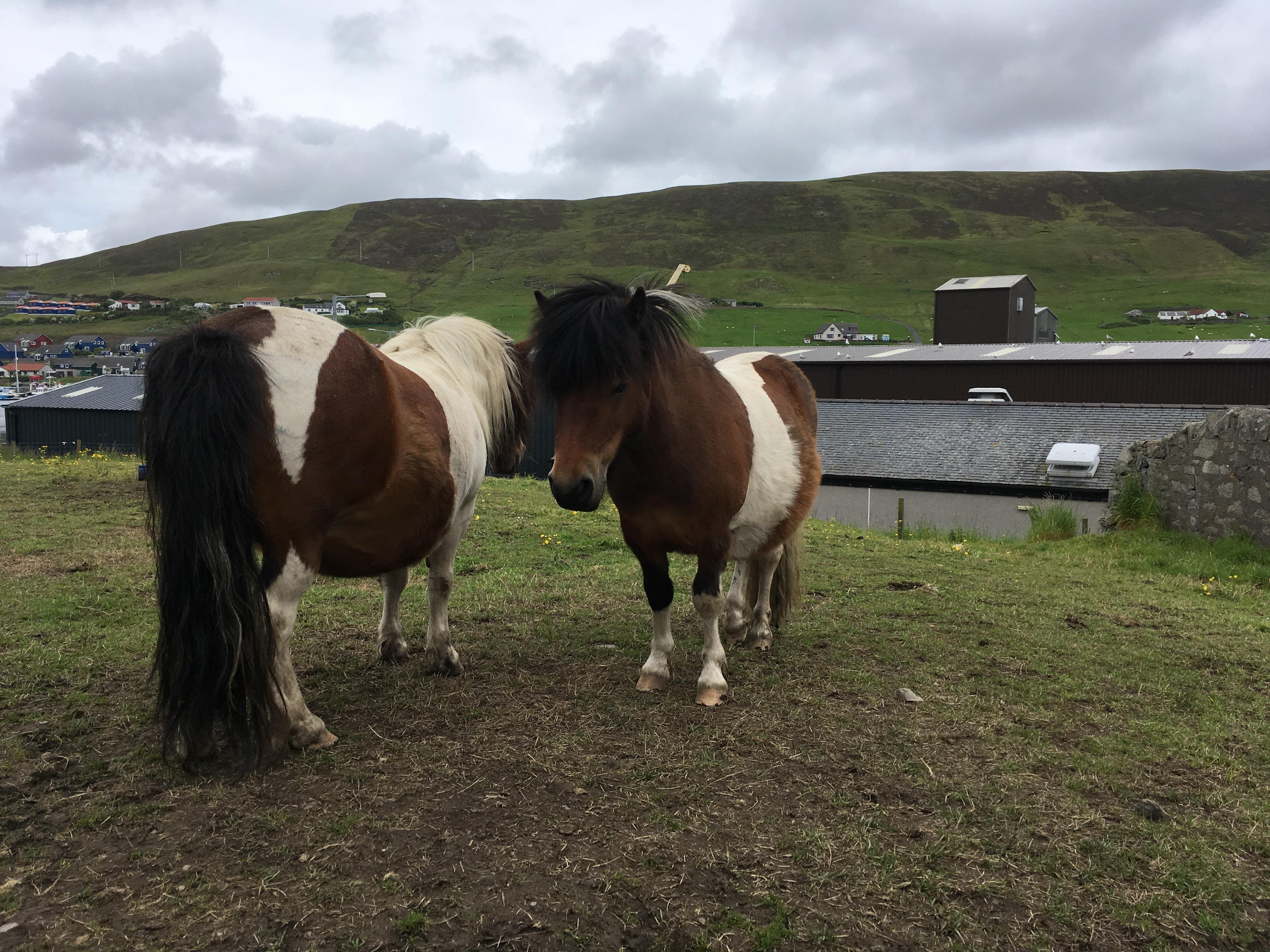 Scalloway