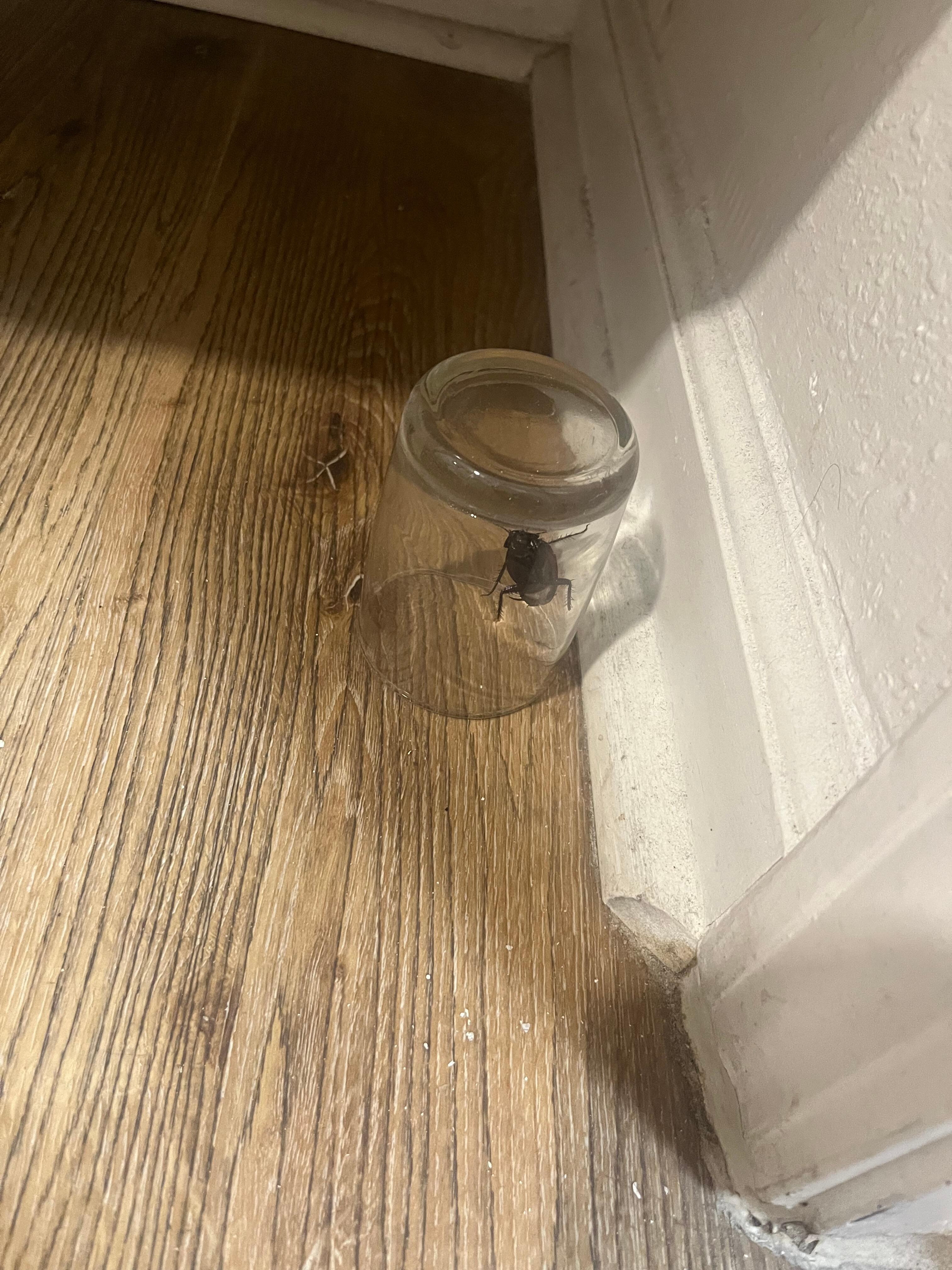 Free pet 