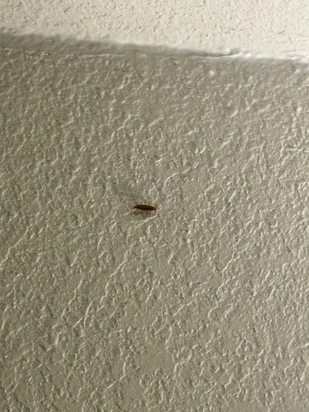 Cucarachas en habitación