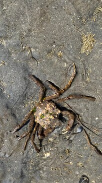 A crab at low tide