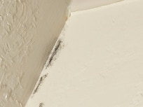 Black mold in bathroom