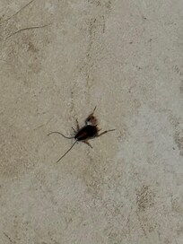 1st roach i seen
