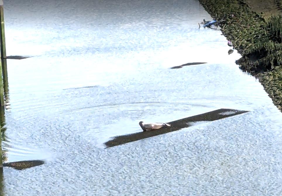 Harbor seal enjoying the sunshine