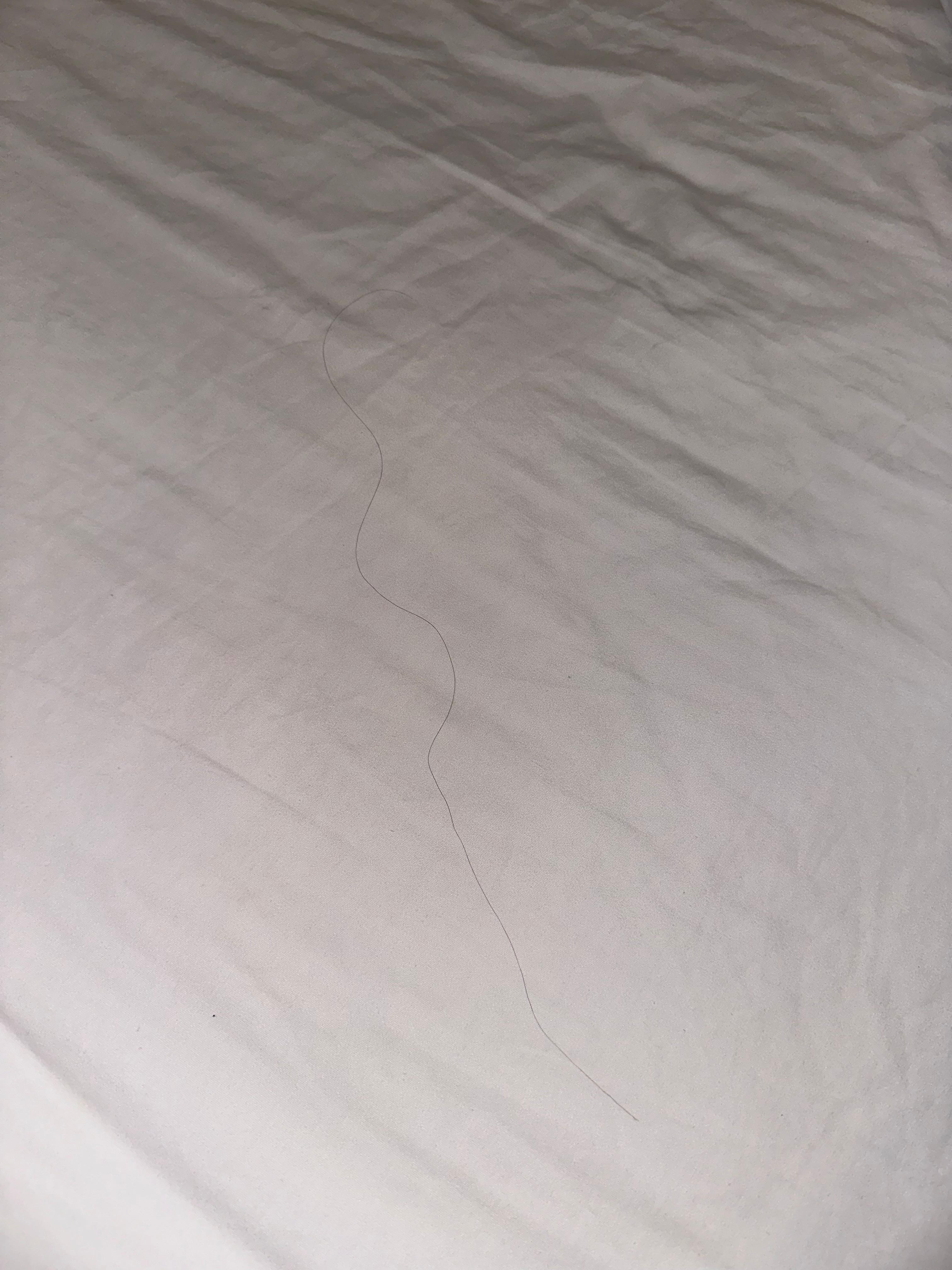 Multiple Long black hairs in one bed like this one.